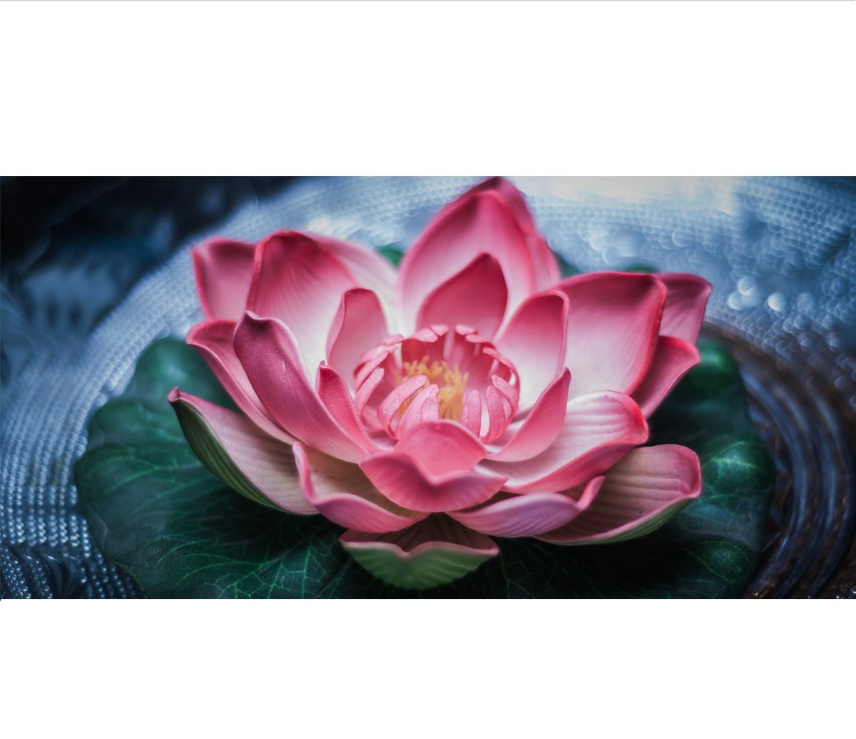 Lotus_Flower