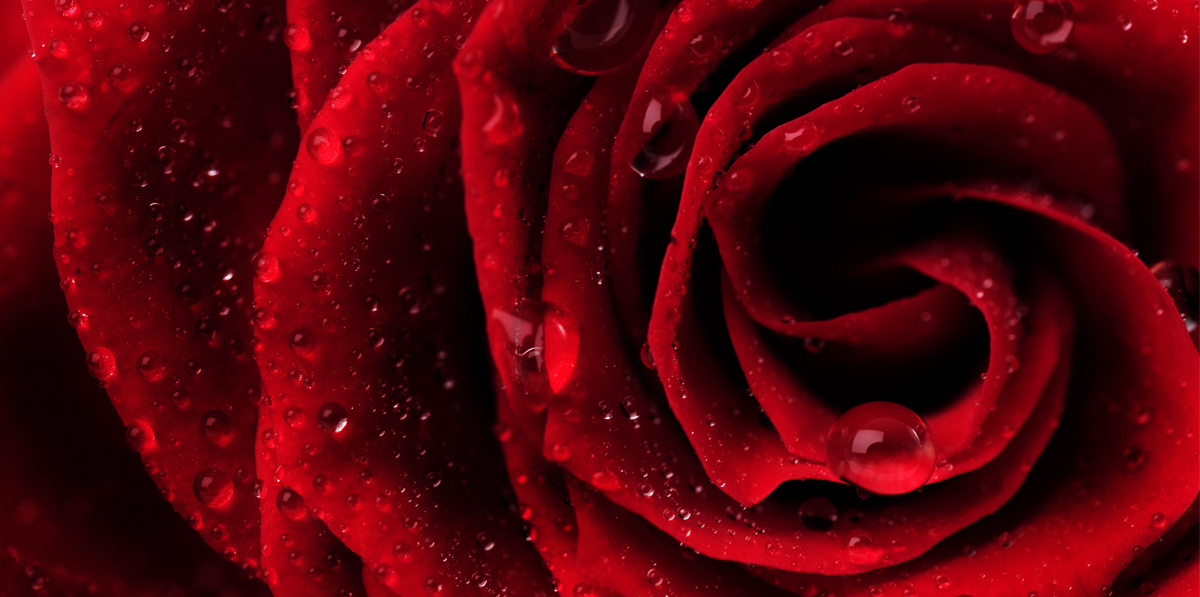 RED_ROSES