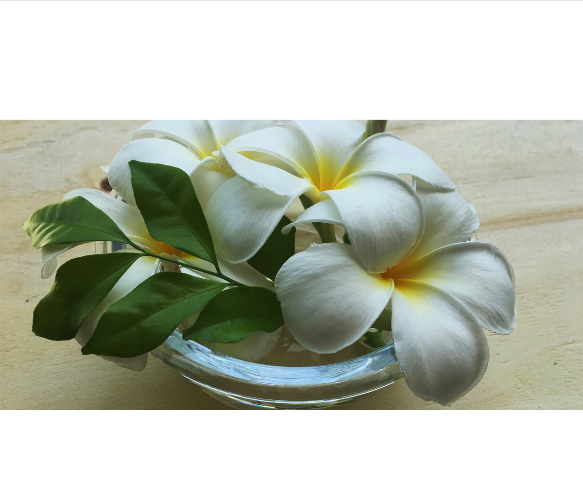 Plumerua_plum