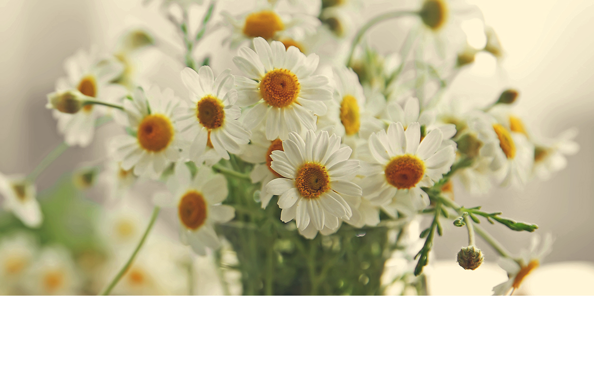 chamomile