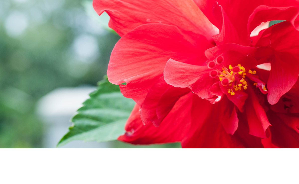 hibiscus