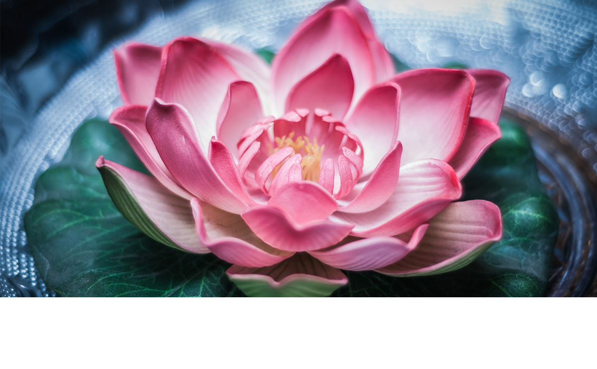 lotus flower