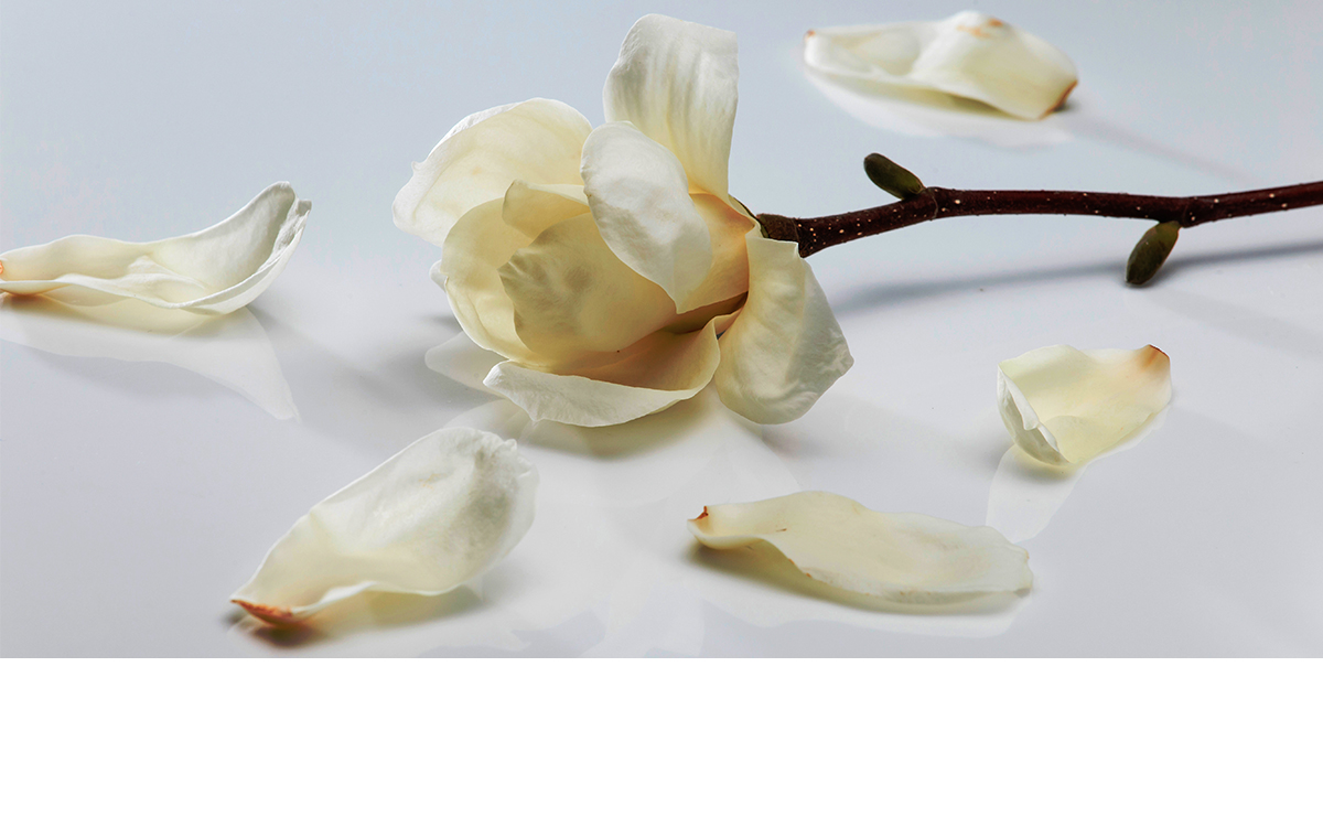 magnolia