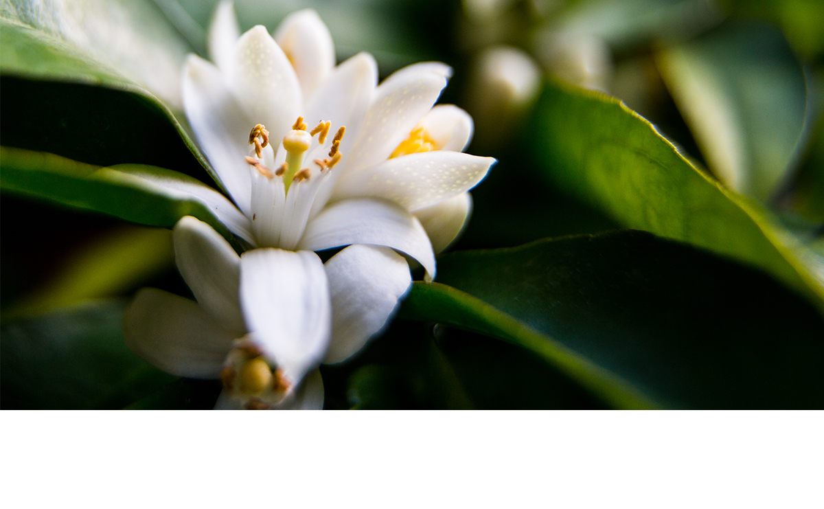 neroli