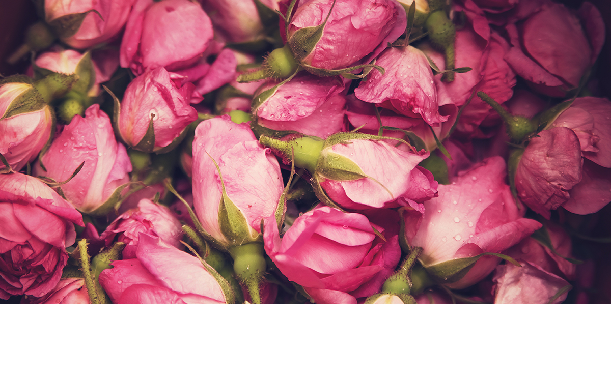 rosebud