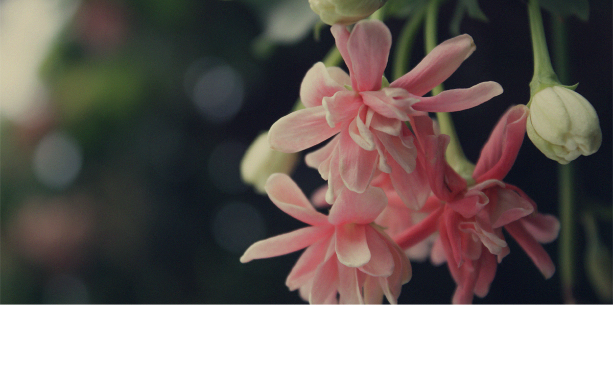 Wild honeysuckle