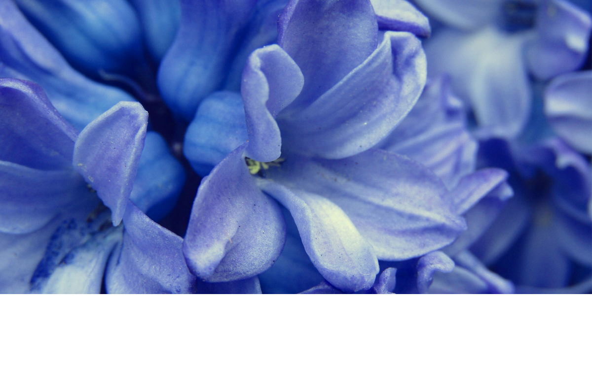BLUEBELL
