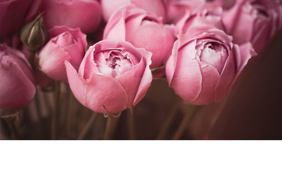 pink rose