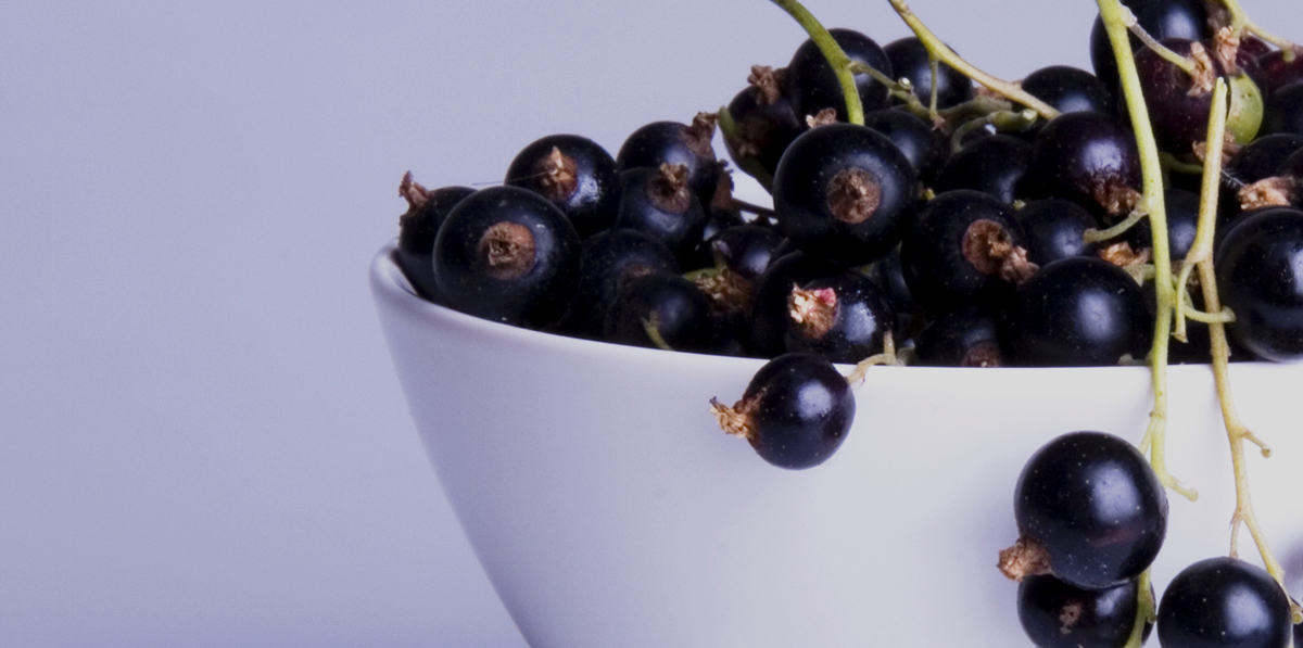 BLACKCURRANT
