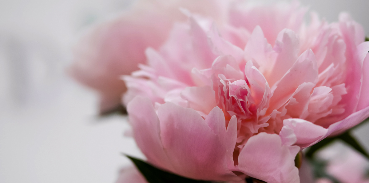 PEONY